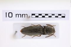 Foto (Dorsalansicht) von Melanotus depressicollis (NHMW-ZOO-COL-0007467)